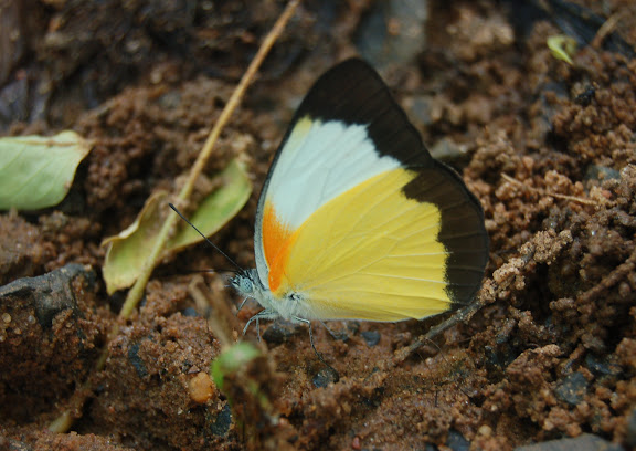 Belenois helcida BOISDUVAL, 1833, endémique. Réserve d'Ankarafantsika (50 km à l'est de Majunga), 210 m d'altitude, 10 février 2011. Photo : T. Laugier