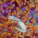 Crab in soft coral