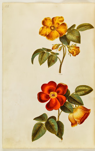 I love how Holtzbecker compares different colors of the same species of flowers. Courtesy of Prestel Publishing I love how Holtzbecker compares different colors of the same species of flowers. Courtesy of Prestel Publishing
