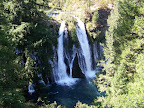 california_sequoia