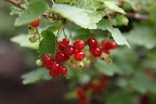 Red currants!  Such a rich, beautiful color, don't you think, Sharkey?