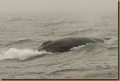 Humpback head MSB_7486 NIKON D300S June 12, 2011