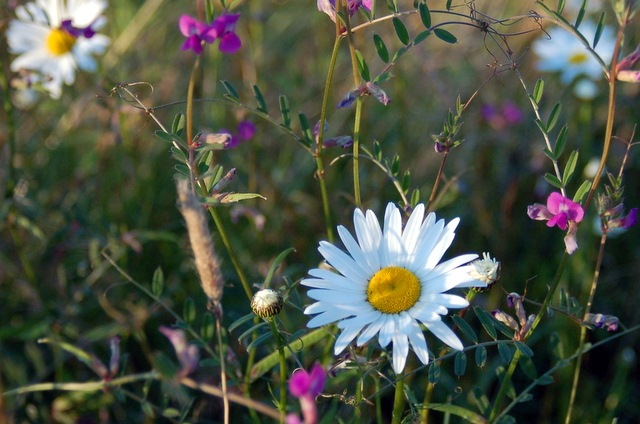 [DSC_6287%255B4%255D.jpg]