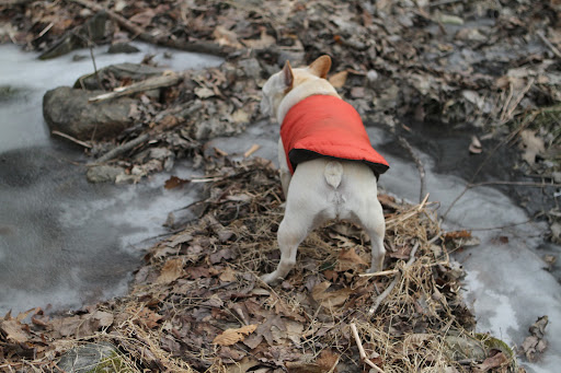 G.K., have you ever wondered what makes some ice cloudy like this little stream?