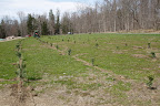 On that day they planted 5-year-old saplings of white pine, Frasier fir, Caanan fir, Norway spruce, and blue spruce.  Do you recollect how small the trees were back in April of '09?  Maybe this photo will jog your memory.