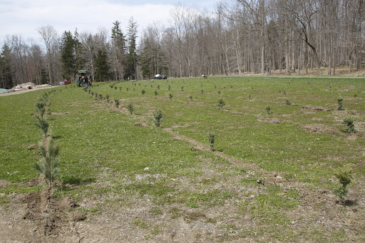 On that day they planted 5-year-old saplings of white pine, Frasier fir, Caanan fir, Norway spruce, and blue spruce.  Do you recollect how small the trees were back in April of '09?  Maybe this photo will jog your memory.