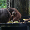 Borneo 222.JPG