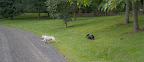 Let's run down to their paddock and find out!