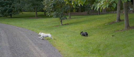 Let's run down to their paddock and find out!