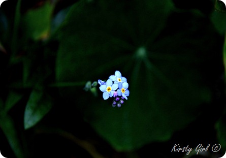 IMG_2361 IMG_2361