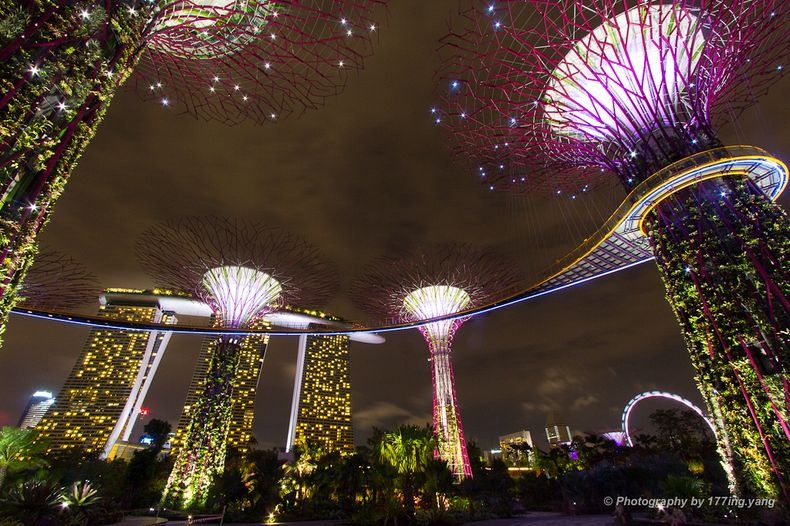 supertrees-singapore-4