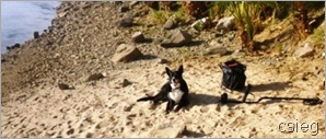 Blythe Detecting Dog (1) Blythe Detecting Dog (1)