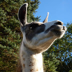 lama.JPG
