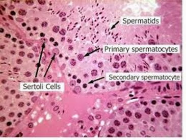 Sertoli cells