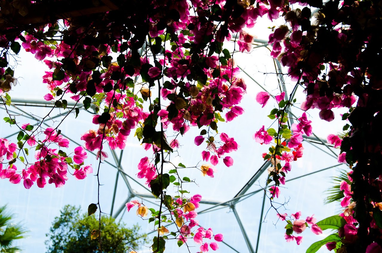 Eden Project