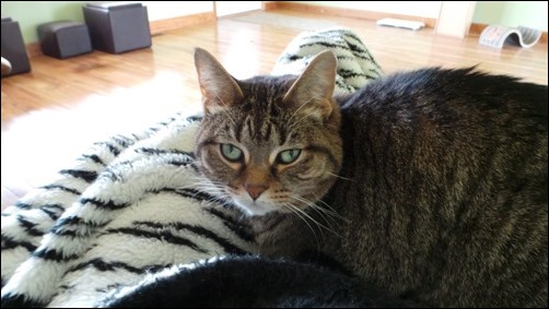 Martin the cat Martin the cat
