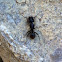 Ant