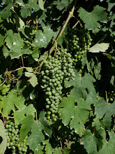 P7036123