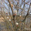 wiosna! -bazie :D dsc07118.jpg