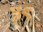 DSCN7339.JPG