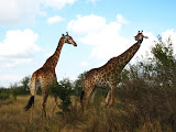 South Africa - 144.JPG
