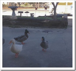 Funny ducks
