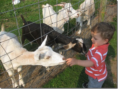 2012.08.17 Petting Zoo (1)