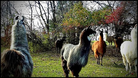 llama2 llama2