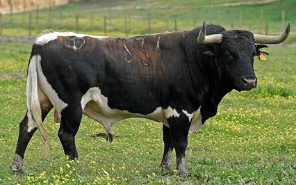 Un toro de F. Palha en el campo (foto Laurent Larrieu)