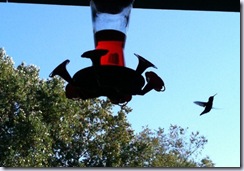 hummingbirds one