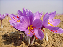 Saffron Saffron