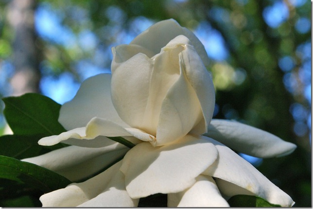 Gardenia Blossom
