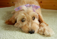 Adorable Lovely mini Labradoodle.