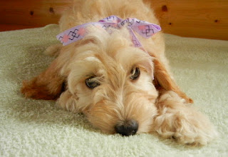 Adorable Lovely mini Labradoodle.