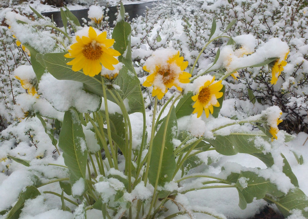 [arrowroot%2520snow%255B3%255D.jpg]