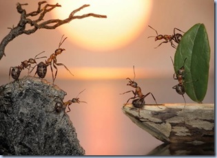 fantasy-world-of-ants6