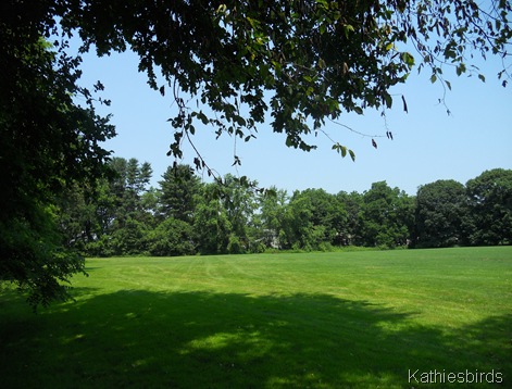 15. view from playground corner-kab