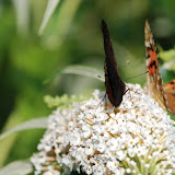 papillons