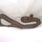 Qinling pitviper
