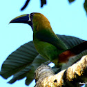 Emerald Toucanet