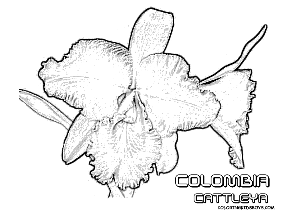 [03_colombia_cattleya_flower_at_coloring-pages-book-for-kids-boys%255B3%255D.gif]