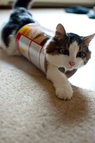 [funny-animals-haha-24%255B2%255D.jpg]