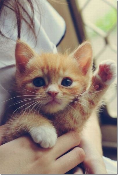 funny-animals-haha-8