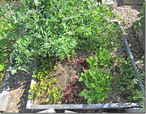 peas-&-turnips peas-&-turnips