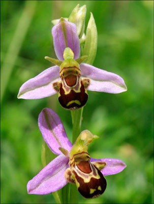[bee-orchid-24.jpg]