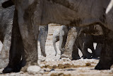 Baby Elephants Marching - Etosha, Namibia