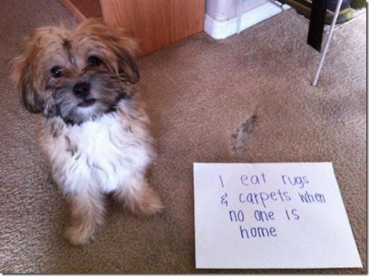 dog-shaming-bad-29
