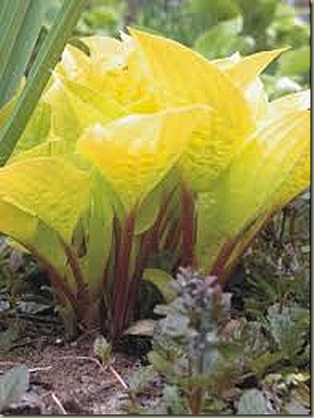 hosta fire island