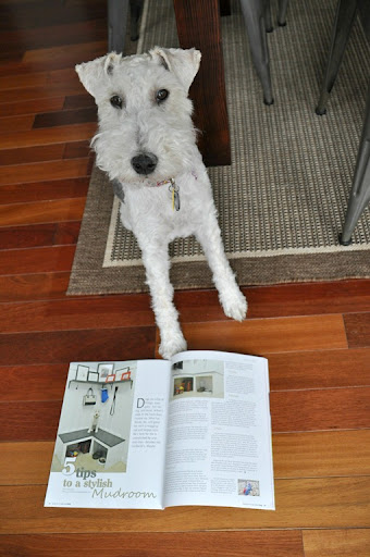 high desert schnauzers