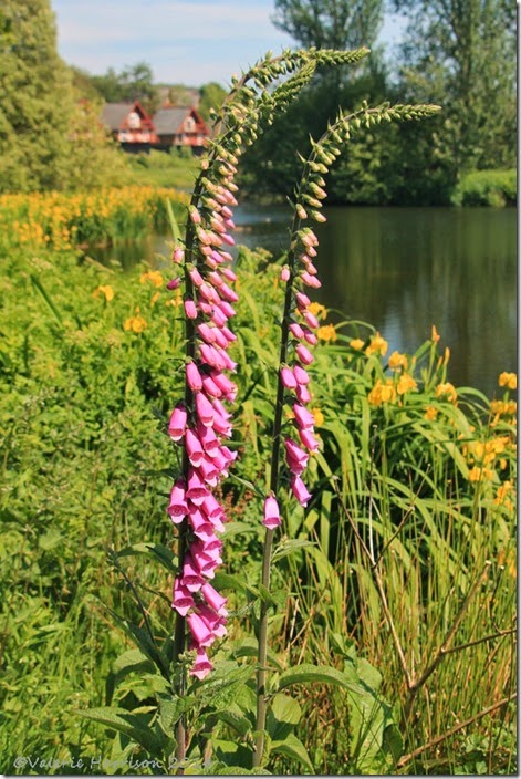 7 foxgloves